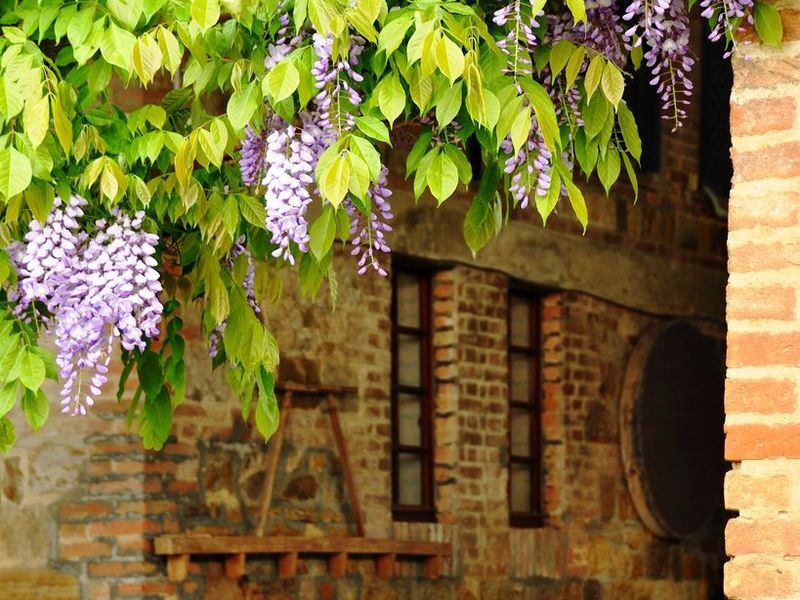 Wisteria zakvitla