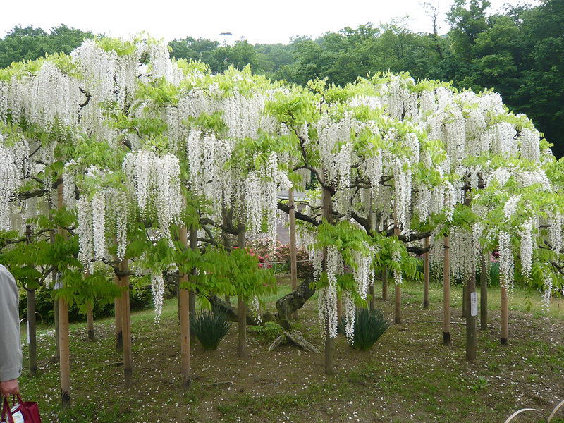 Szépség wisteria