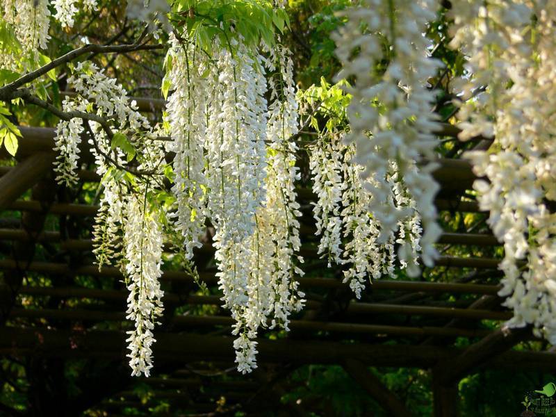 Wisteria bloemengeur.