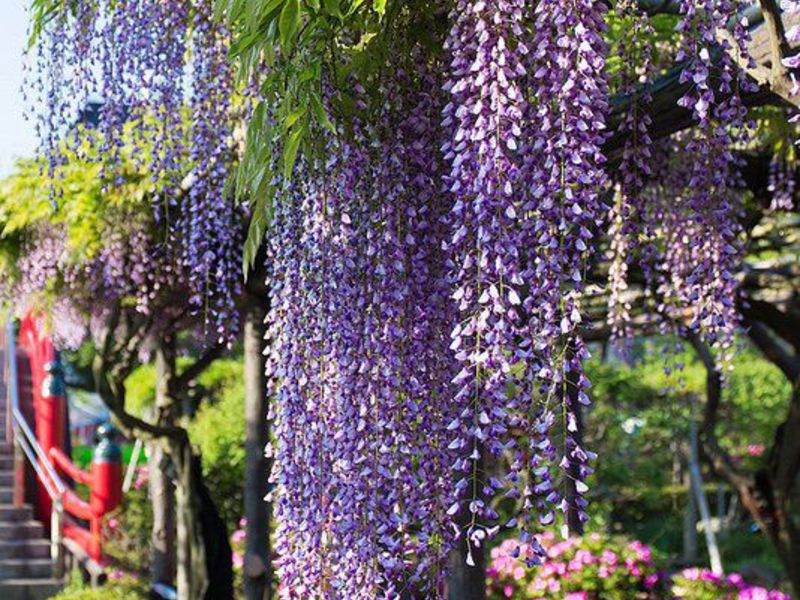 Φροντίδα και καλλιέργεια Wisteria.