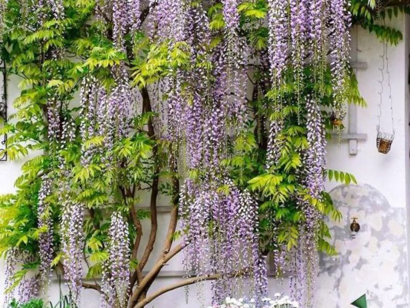 Kasvava wisteria