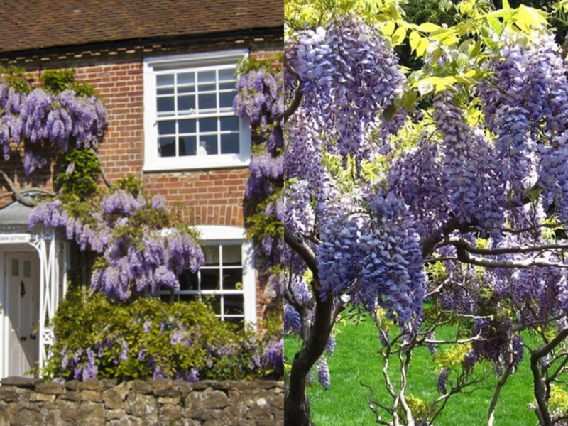 Wisteria bakımı