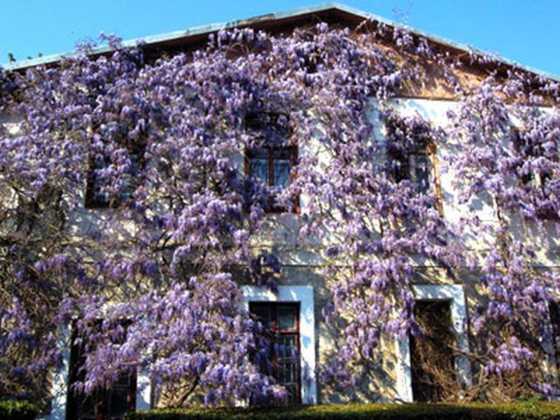 Wisteria-boom in de tuin van het huis