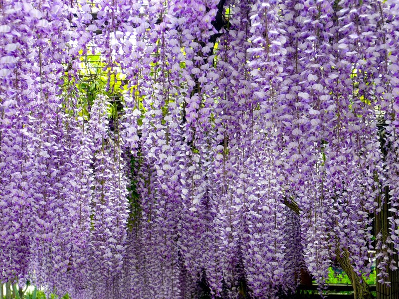 Parfum de fleur de glycine.