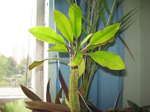 Euphorbia veiné de blanc