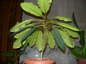 Euphorbia kvetinová odroda