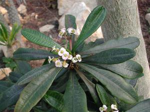 Jak roste euphorbia