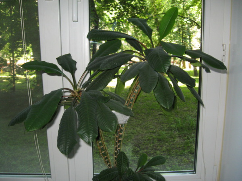 Euphorbia veteado blanco