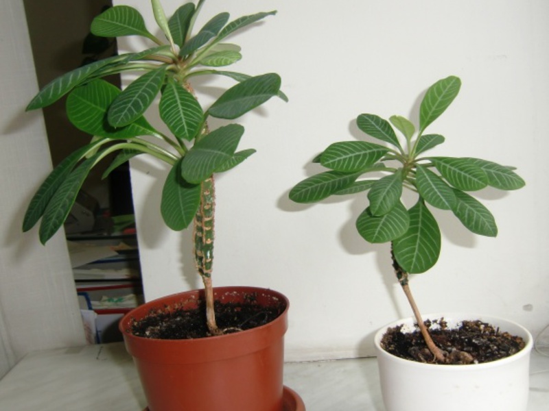 Zasady pielęgnacji Milkweed