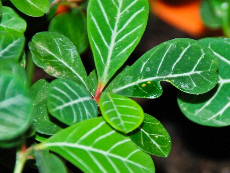 Élevage d'une euphorbe fleur