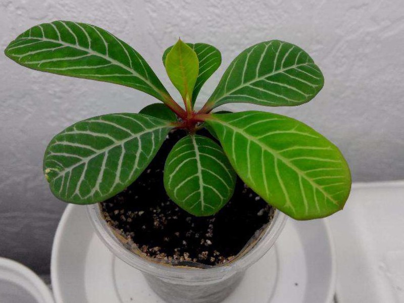 Euphorbia com veias brancas e cuidadosa.