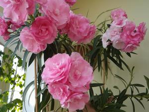 Oleander talossa