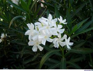 Oleander comun.