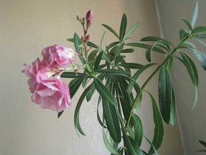 Κομψό oleander