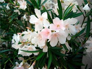 Smuk oleander