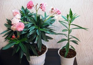 Mahirap bang palaguin ang oleander sa bahay