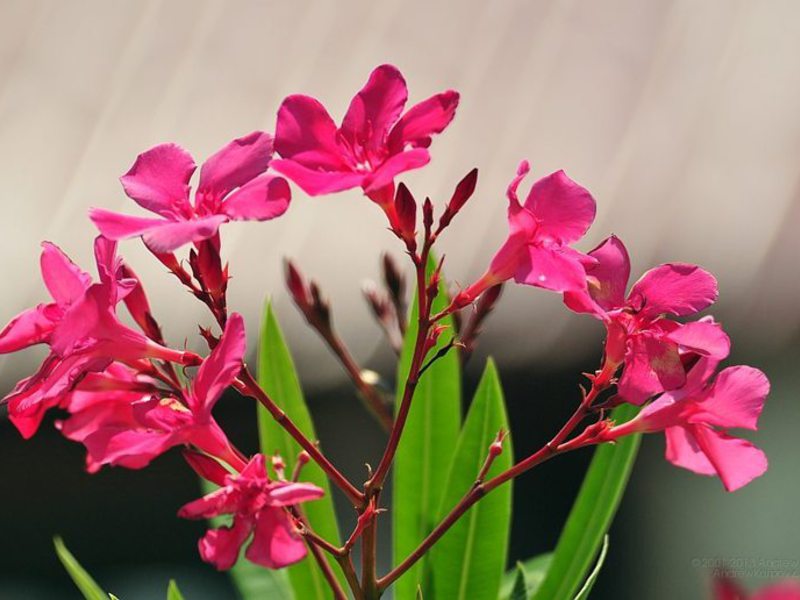 Indendørs oleander