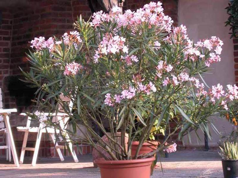 Indendørs blomsteroleander