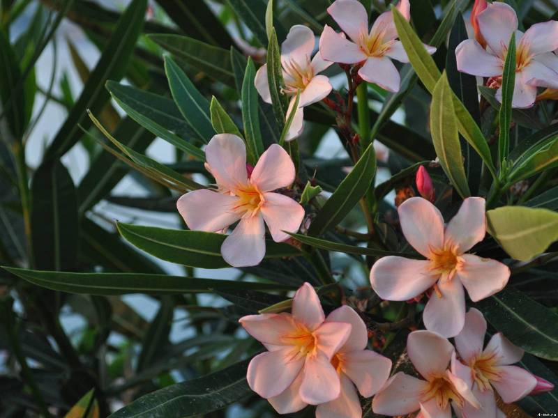 Oleander pleje