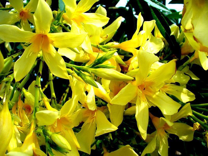 Elegant oleander