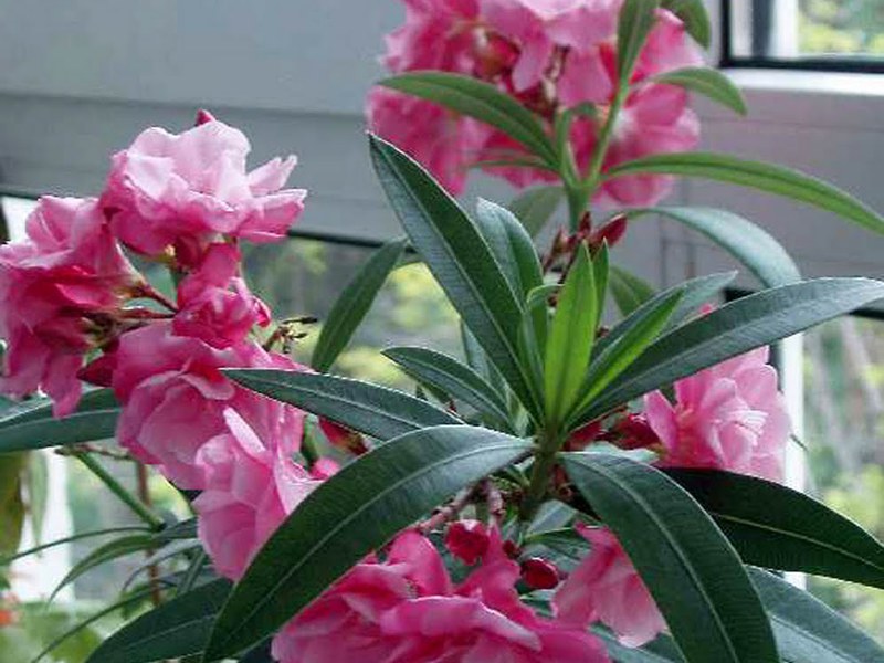 Χαρακτηριστικά της φροντίδας oleander