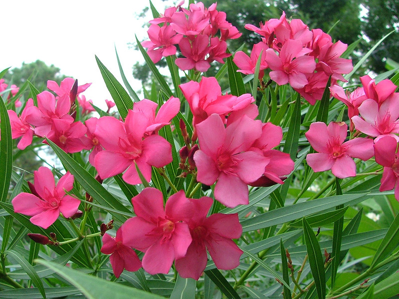 Gewone oleander.