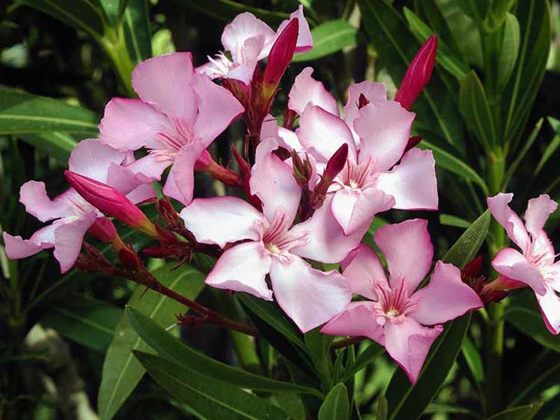 Gewone oleander