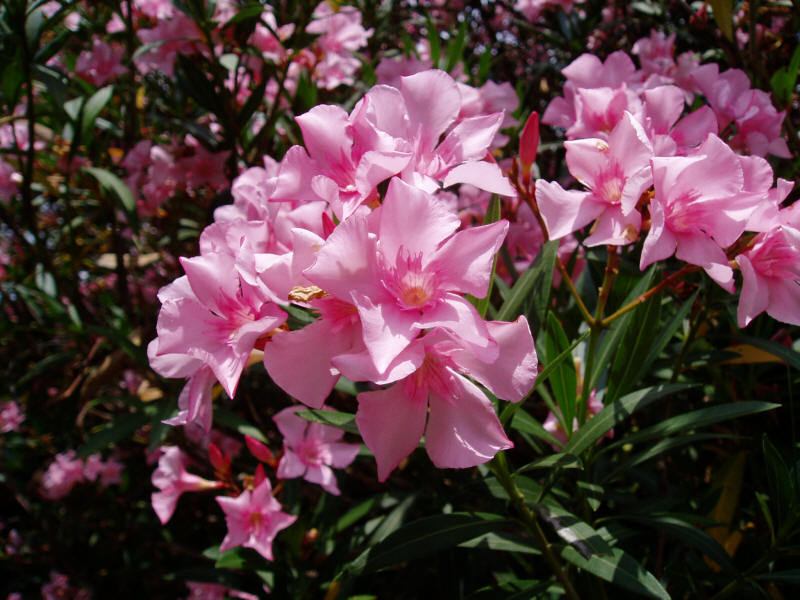 Oleander omsorg