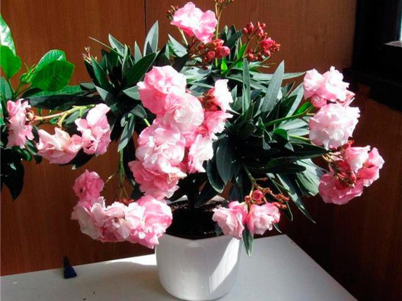 Voksende oleander