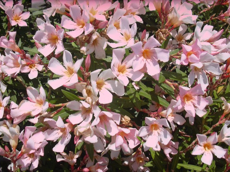 Sådan transplanteres oleander