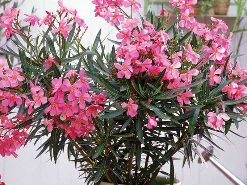 Αναπαραγωγή oleander