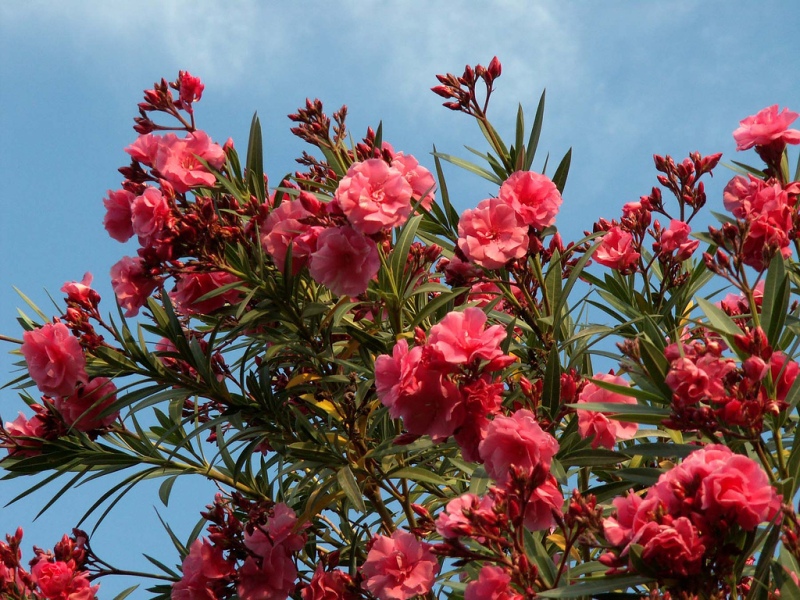 Oleander ανάπτυξη