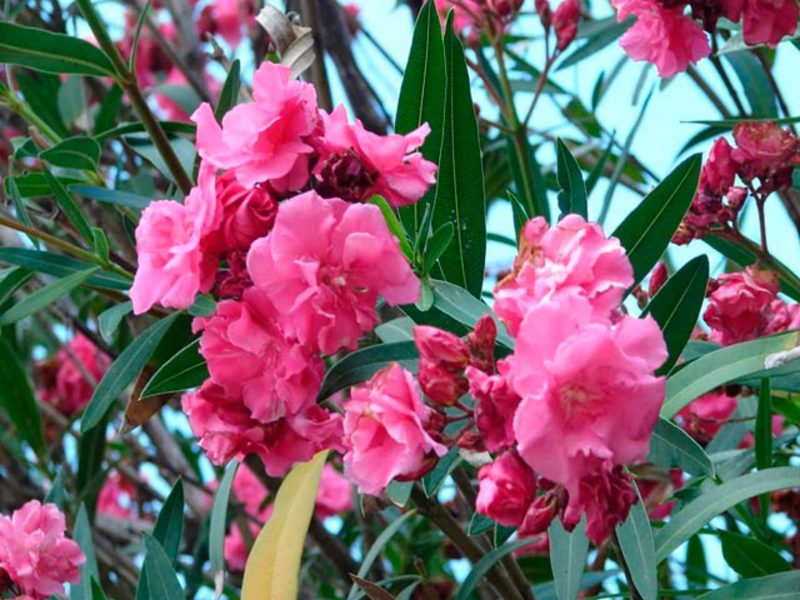 Species ng Oleander