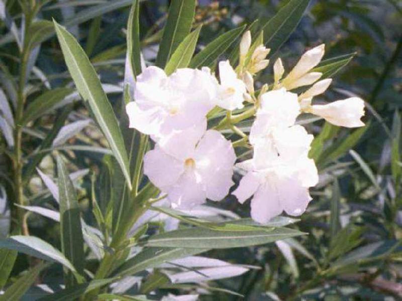 Hoe zorg je voor oleander