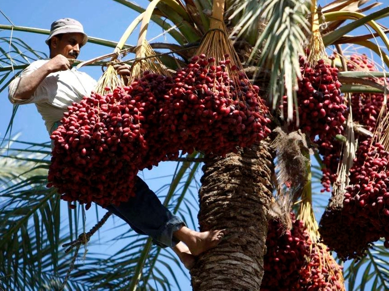 As tâmaras são, com razão, consideradas uma iguaria extremamente saudável.