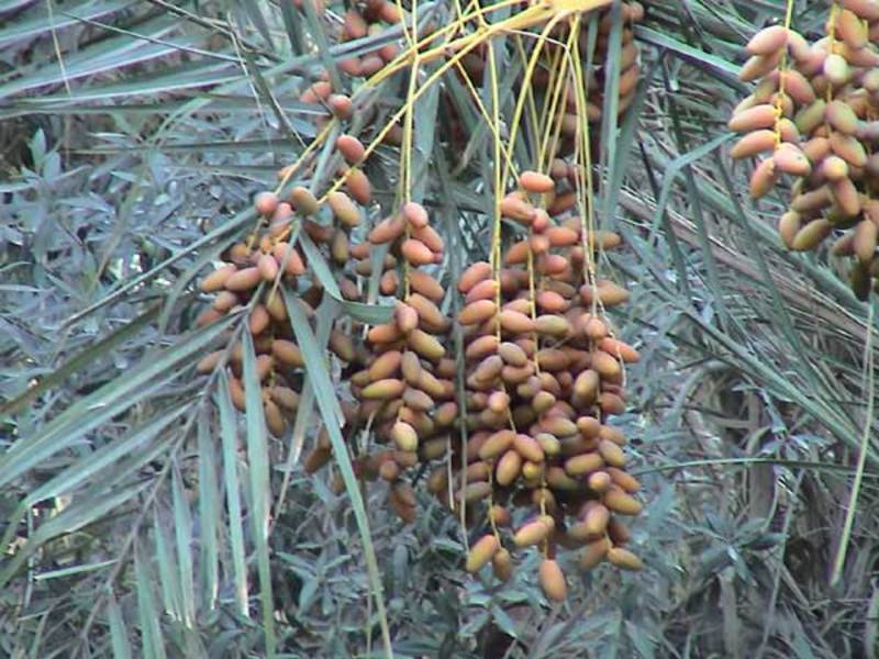 Adakah kurma baik untuk badan?