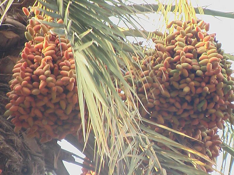 Como as tâmaras são colhidas