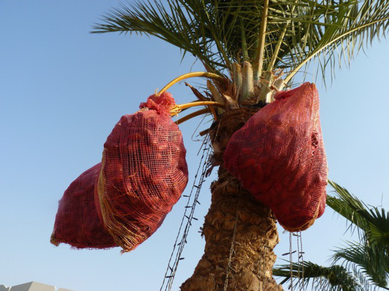 Come viene piantato un albero di datteri