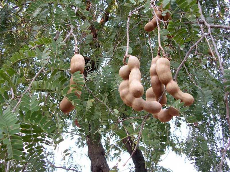 Frutas exoticas