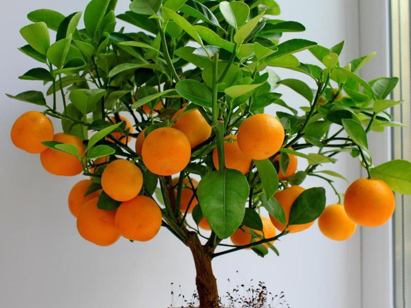 Come coltivare un albero di arancio e manddarino