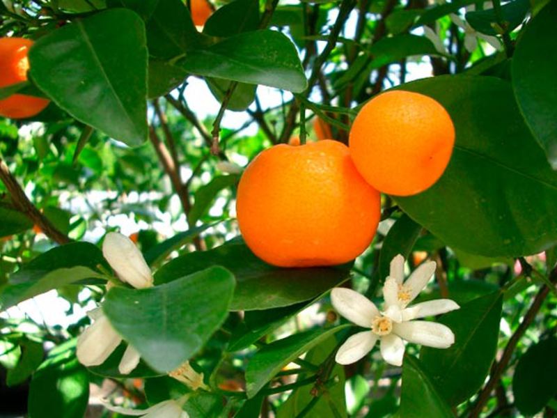 Laranjeira em casa