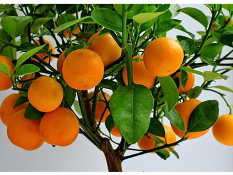 Growing oranges at home