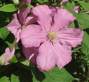 „Clematis de boucher“