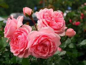 Rozen voor het decoreren van tuinen en parken