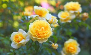 Rosas en el jardín de rosas.