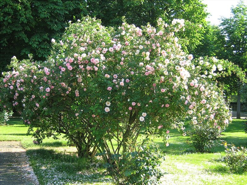 Cuidando rosas