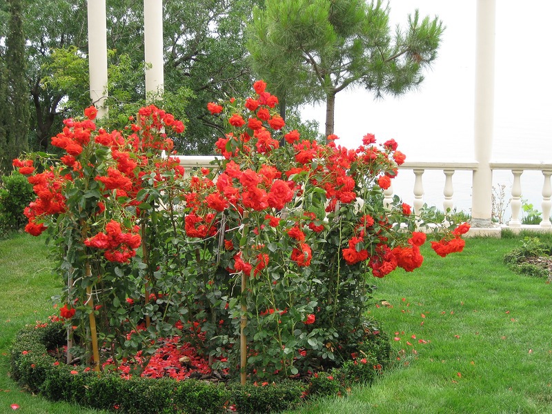 Variété de pays de roses