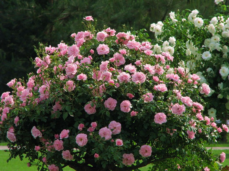 Rosas desabrochando no jardim