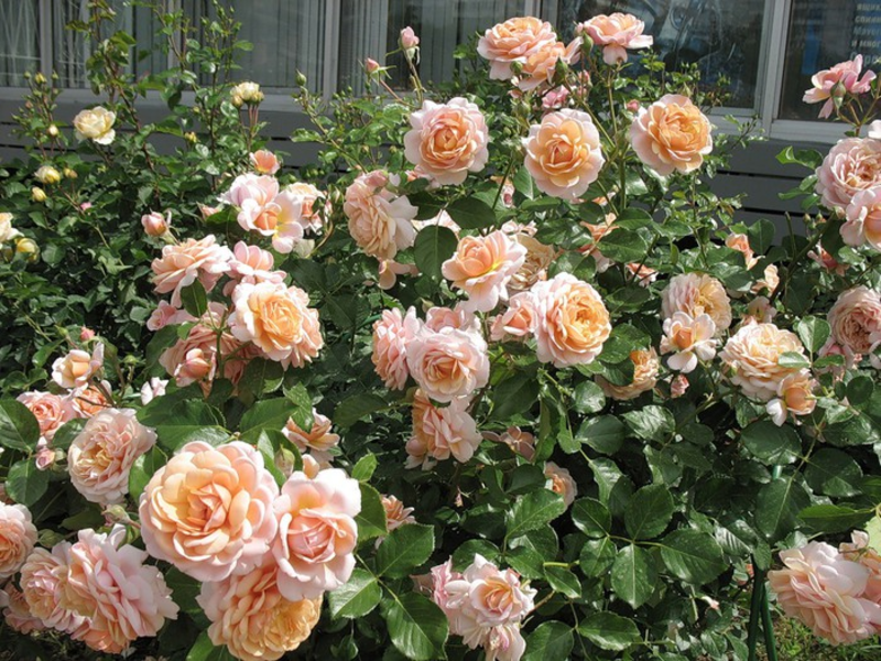 Rose nel giardino delle rose.