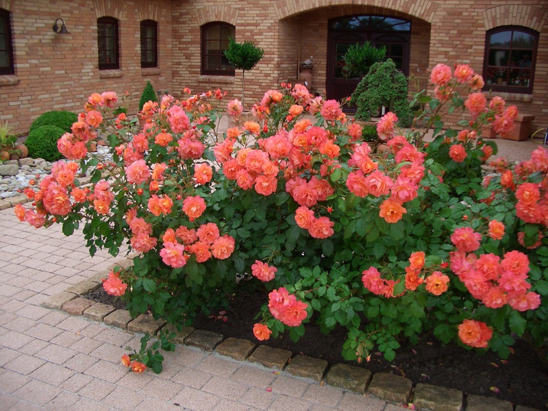 Eu cultivo várias variedades de rosas do parque